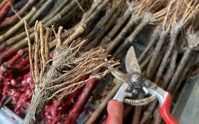La plantation de vignes, un geste pour l’avenir