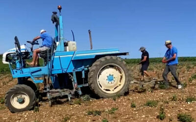 🌿 La Bidurette : un désherbage mécanique doux pour les jeunes vignes du Champagne Gilles Virey