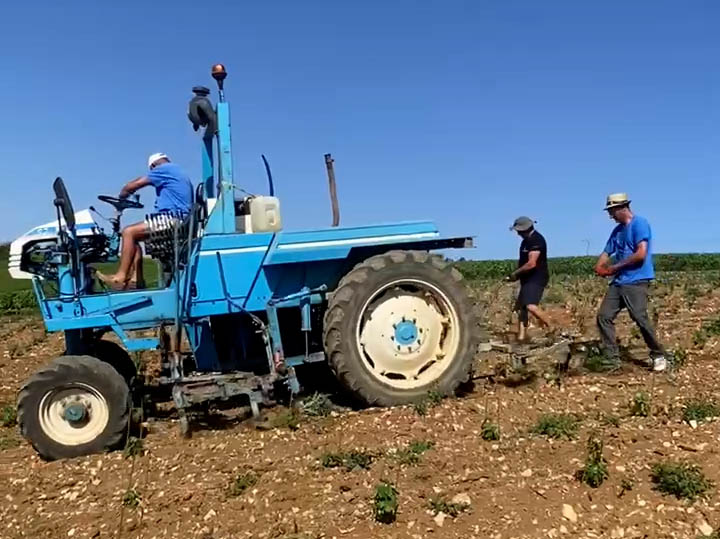 🌿 La Bidurette : un désherbage mécanique doux pour les jeunes vignes du Champagne Gilles Virey