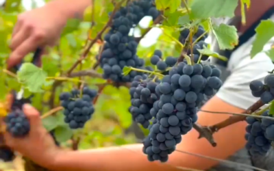 Vendanges GV 2025