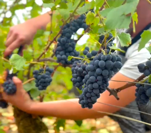 Vendanges GV 2025